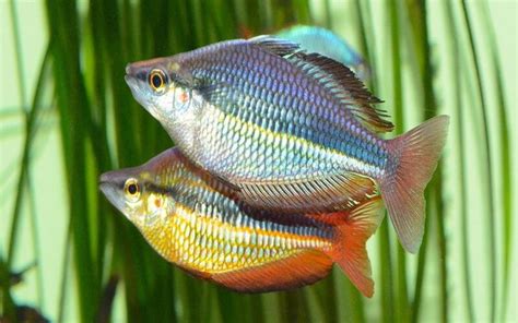australian rainbow fish